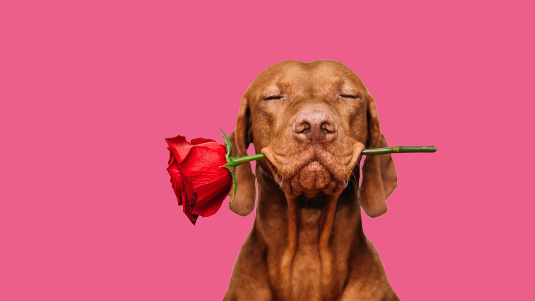 Jagdhund mit geschlossenen Augen hält rote Rose im Maul